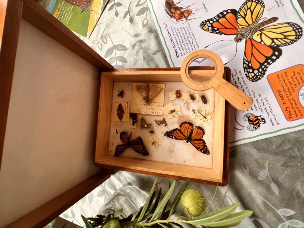 Bug exploration for children and educators