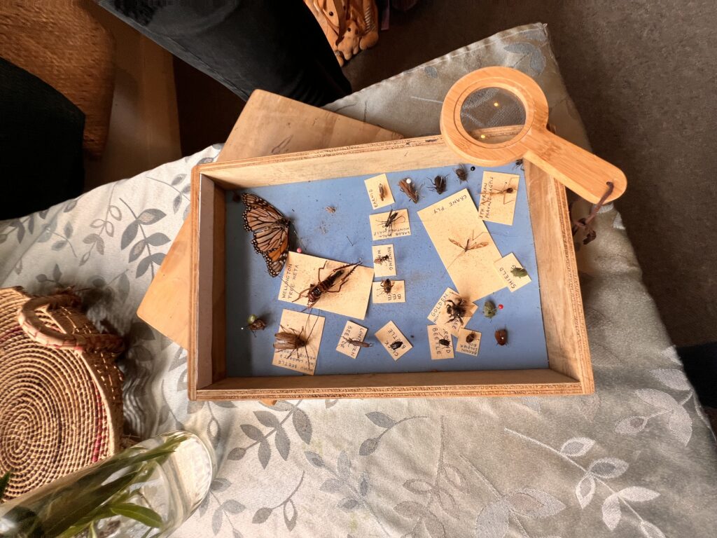 Bug exploration for children and educators