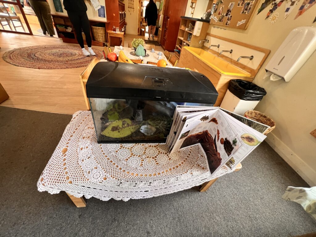 Bug exploration for children and educators